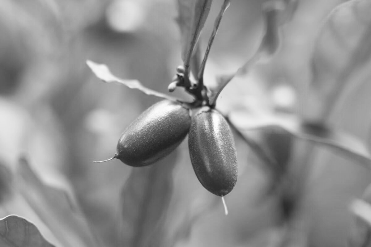 fruto-milagroso-fruto-unsplash-1200x800